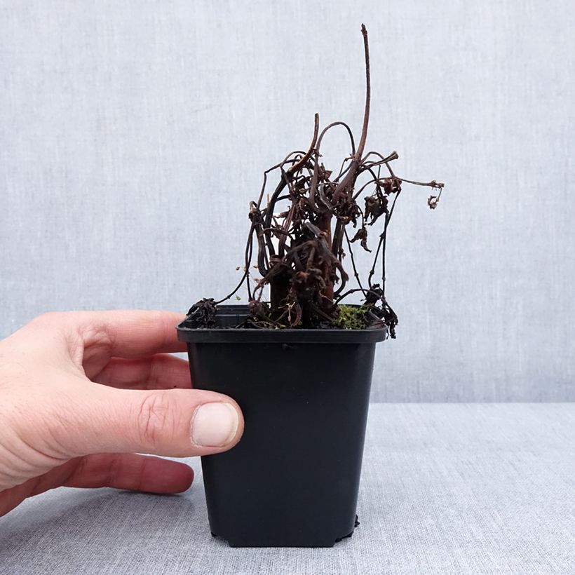 Esimerkki talvella toimitetusta Pilea matsudai Taiwan Silver Godet de 8/9 cm-taimesta