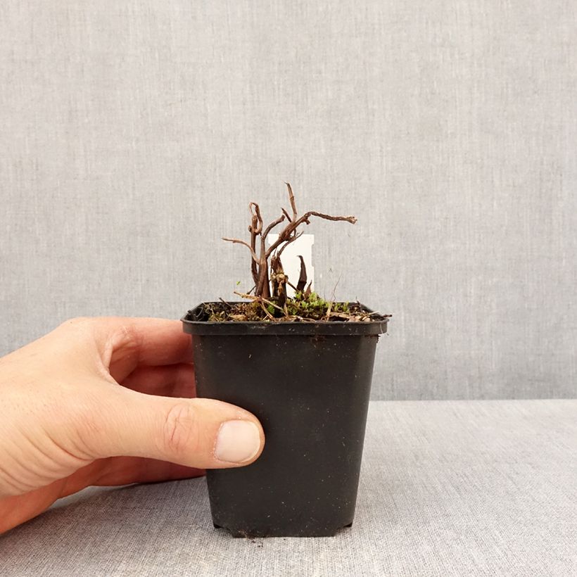 Esimerkki keväällä toimitetusta Piilea Taiwan Silver Godet de 8/9 cm-taimesta