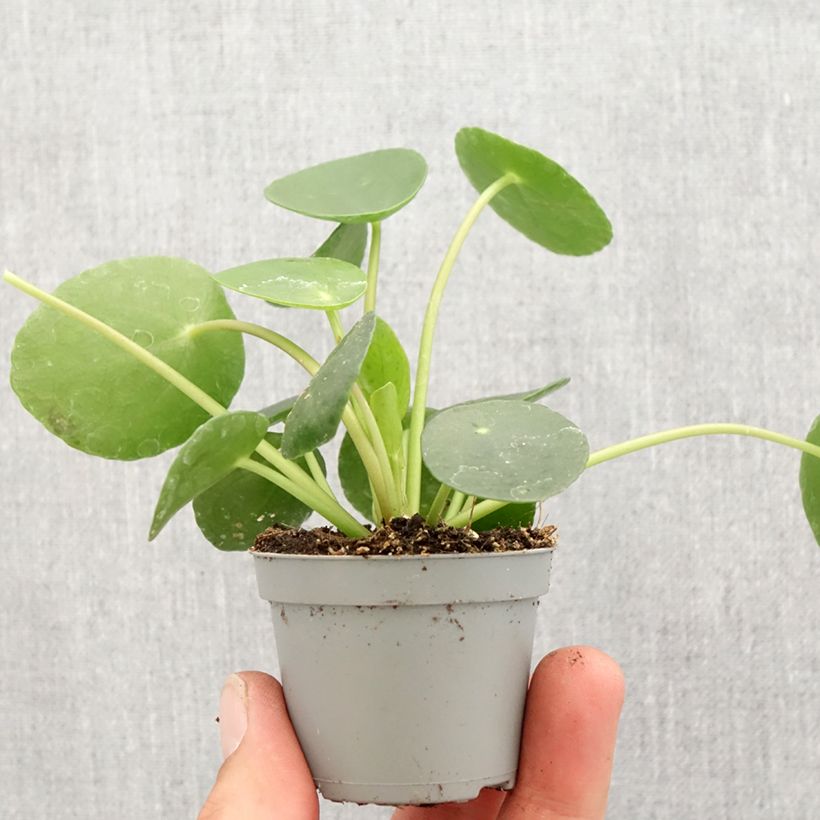Esimerkki keväällä toimitetusta Kilpipiilea - Pilea peperomioides Minikasvi-taimesta