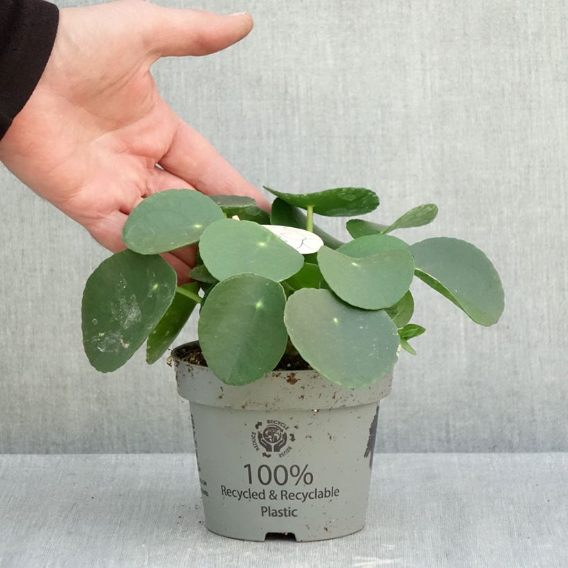 Esimerkki syksyllä toimitetusta Kilpipiilea - Pilea peperomioides 12 cm / 13 cm ruukku-taimesta