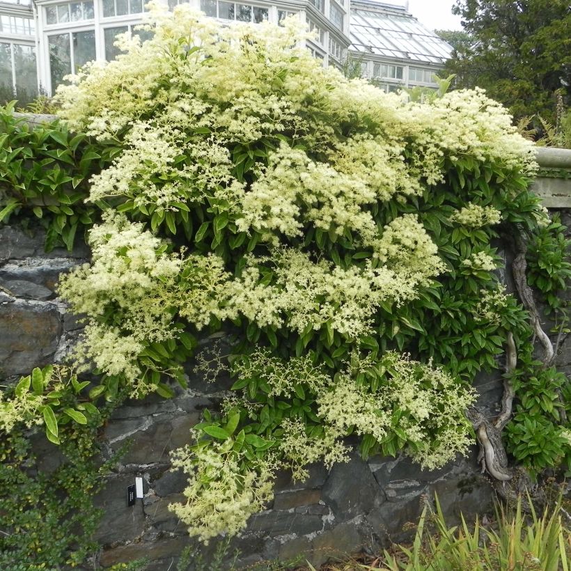 Pileostegia viburnoides (Kasvutapa)