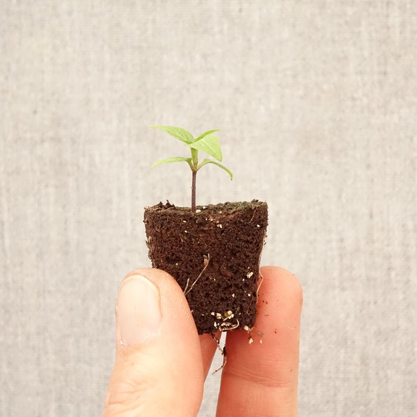 Esimerkki keväällä toimitetusta Pensaspaprika Button Red taimena Minipaakku Ø 3/4 cm-taimesta