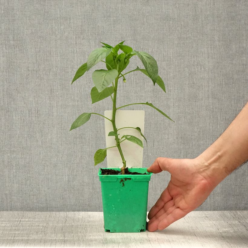 Esimerkki keväällä toimitetusta Chilipaprika Gorria taimena 10 cm/11 cm ruukku-taimesta