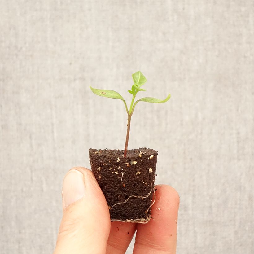 Esimerkki keväällä toimitetusta Pensaspaprika Pikito taimena Minipaakku Ø 3/4 cm-taimesta