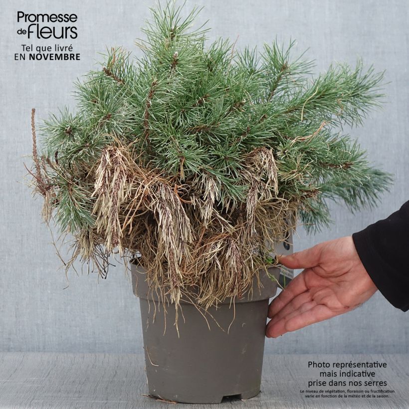Esimerkki syksyllä toimitetusta Pin à crochets ou Pin de Briançon - Pinus uncinata Pièce-taimesta