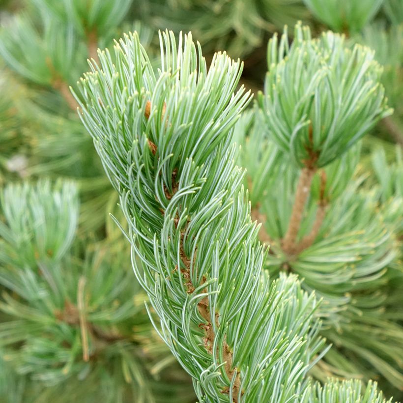 Neidonmänty Iribune (Lehvistö)