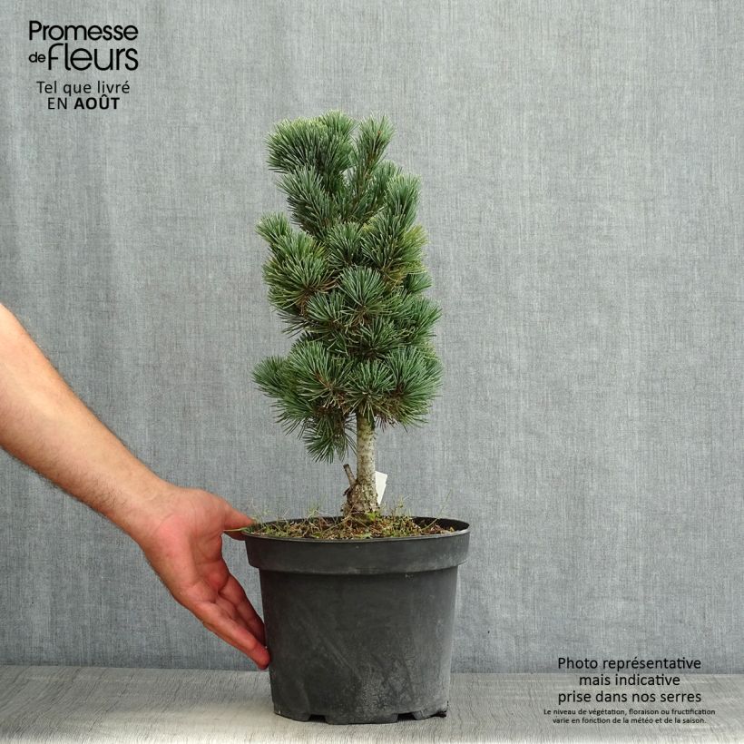 Esimerkki kesällä toimitetusta Sembramänty Compacta Glauca Pot de 4L/5L-taimesta