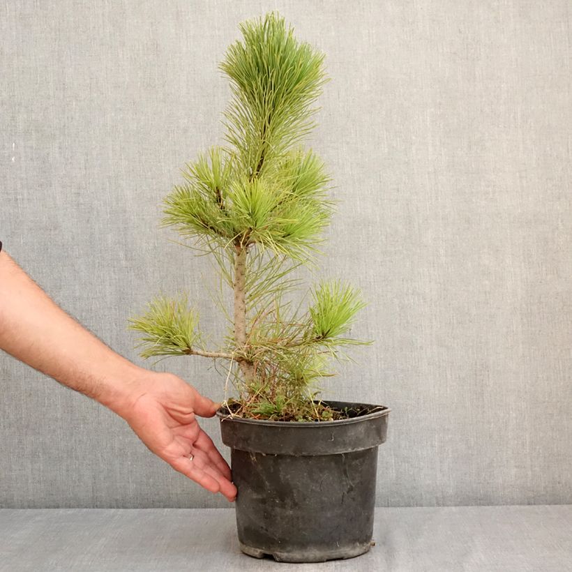 Esimerkki kesällä toimitetusta Sembramänty - Pinus cembra 3 litran/4 litran ruukku-taimesta
