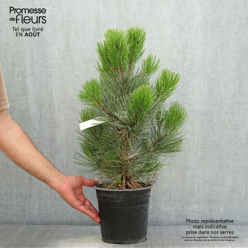 Esimerkki kesällä toimitetusta Bosnianmänty Compact Gem Pot de 4L/5L-taimesta