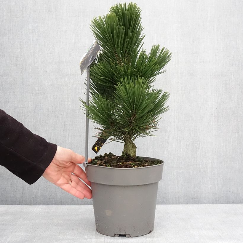 Esimerkki talvella toimitetusta Pin de Bosnie - Pinus heldreichii (leucodermis) Little Dracula Pot de 4L/5L-taimesta