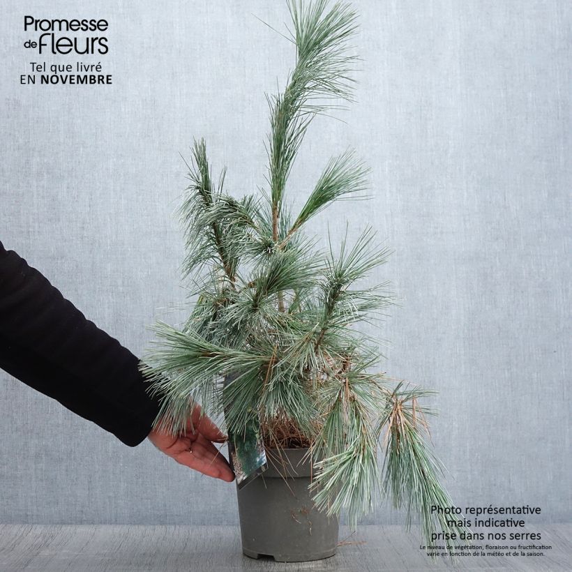 Esimerkki syksyllä toimitetusta Pin de l'Himalaya - Pinus wallichiana Densa Hill Pot de 3L/4L-taimesta