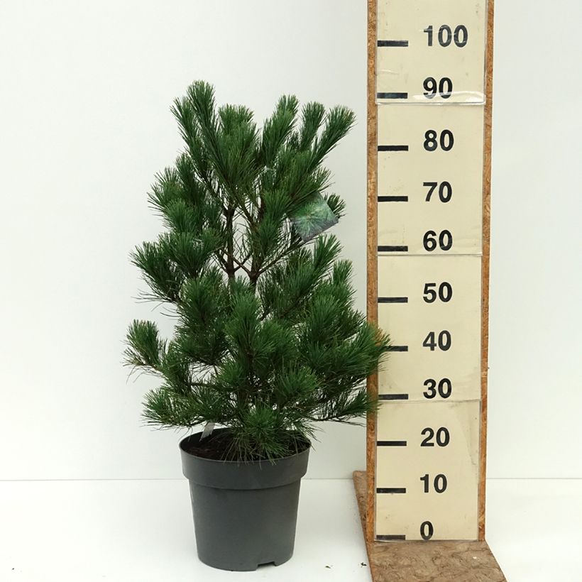 Esimerkki kesällä toimitetusta Balkaninmänty - Pinus peuce 7,5 litran / 10 litran ruukku-taimesta