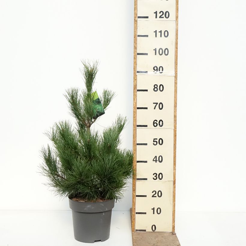 Esimerkki keväällä toimitetusta Balkaninmänty - Pinus peuce Ruukku 7,5L / 10L-taimesta