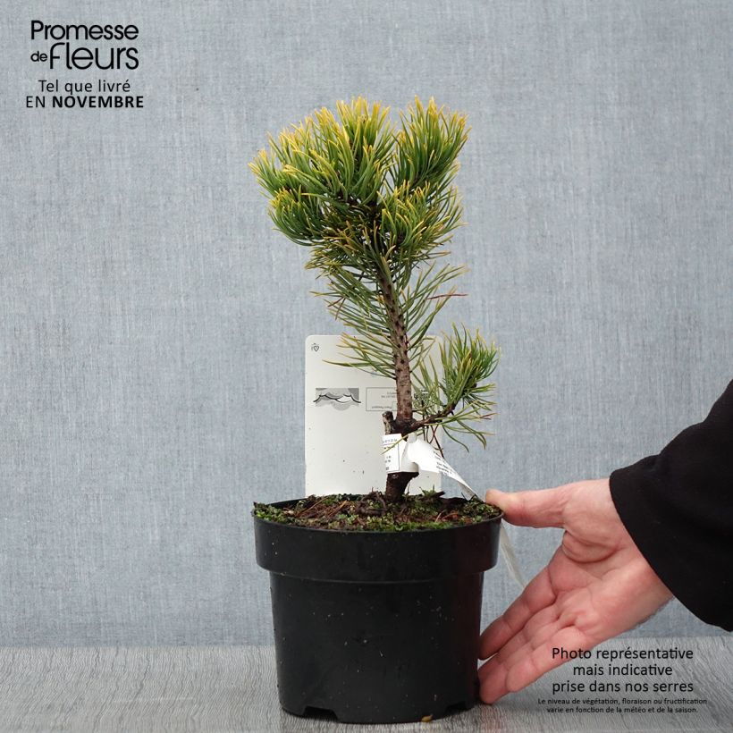 Esimerkki syksyllä toimitetusta Vuorimänty Carstens Wintergold 2 litran/3 litran ruukku-taimesta
