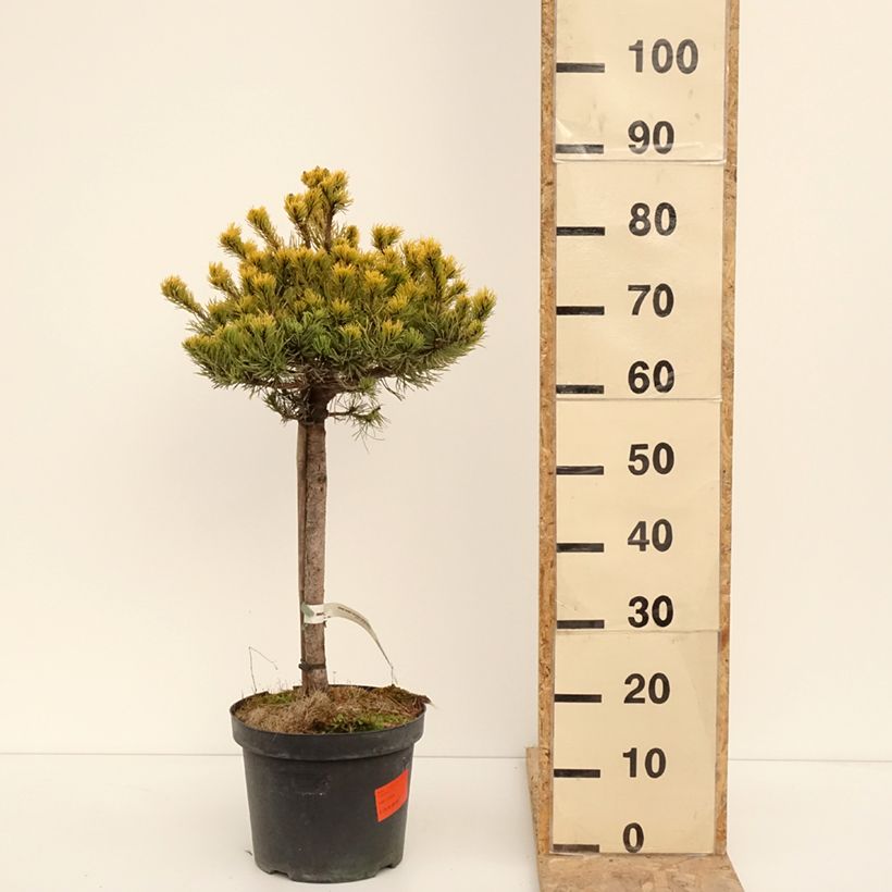 Esimerkki talvella toimitetusta Vuorimänty Carstens Wintergold Pot de 7,5L/10L-taimesta
