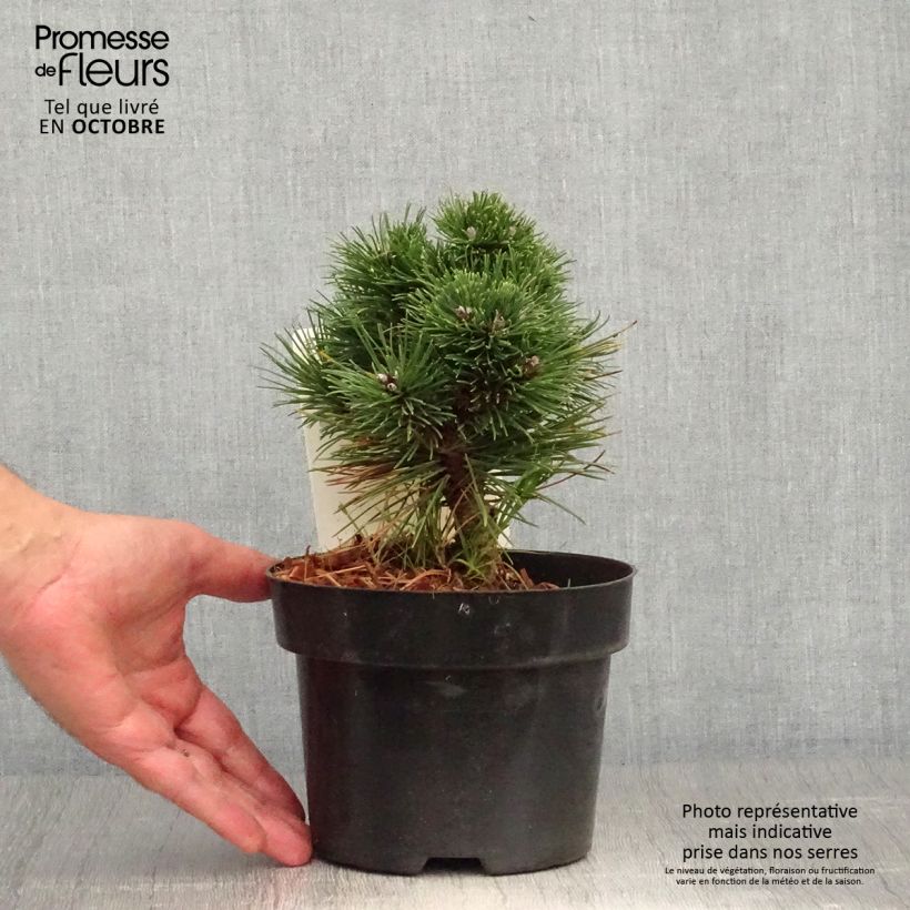 Esimerkki syksyllä toimitetusta Pin de montagne - Pinus mugo Heideperle Pot de 2L/3L-taimesta