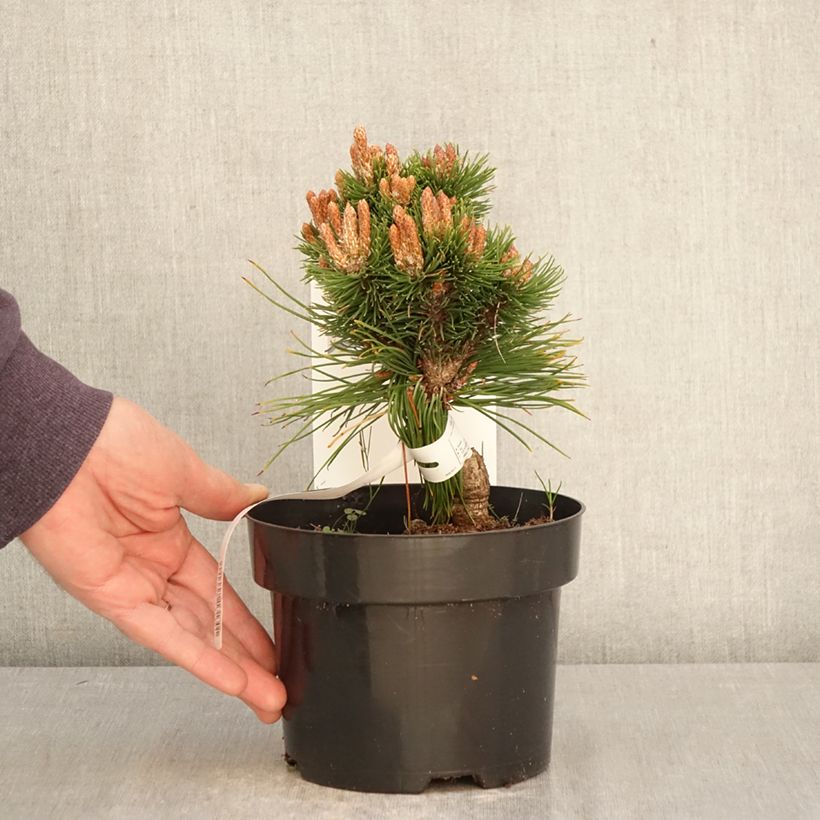 Esimerkki keväällä toimitetusta Vuorimänty Heideperle Pot de 2L/3L-taimesta