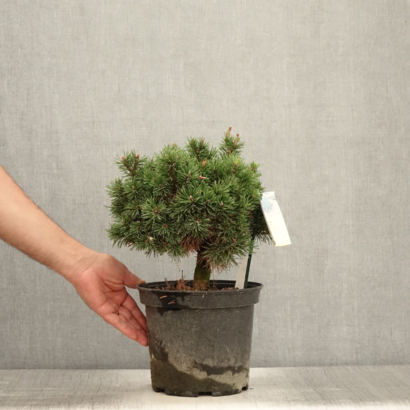 Esimerkki kesällä toimitetusta Vuorimänty Lilliput Pot de 4L/5L-taimesta
