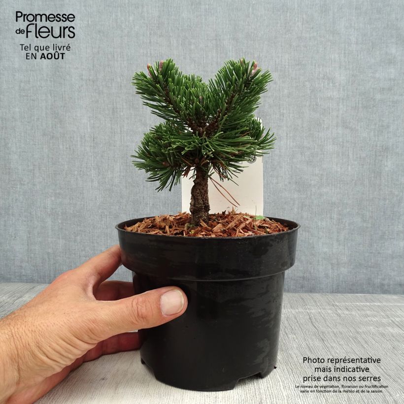 Esimerkki kesällä toimitetusta Vuorimänty Sherwood Compact Pot de 2L/3L-taimesta
