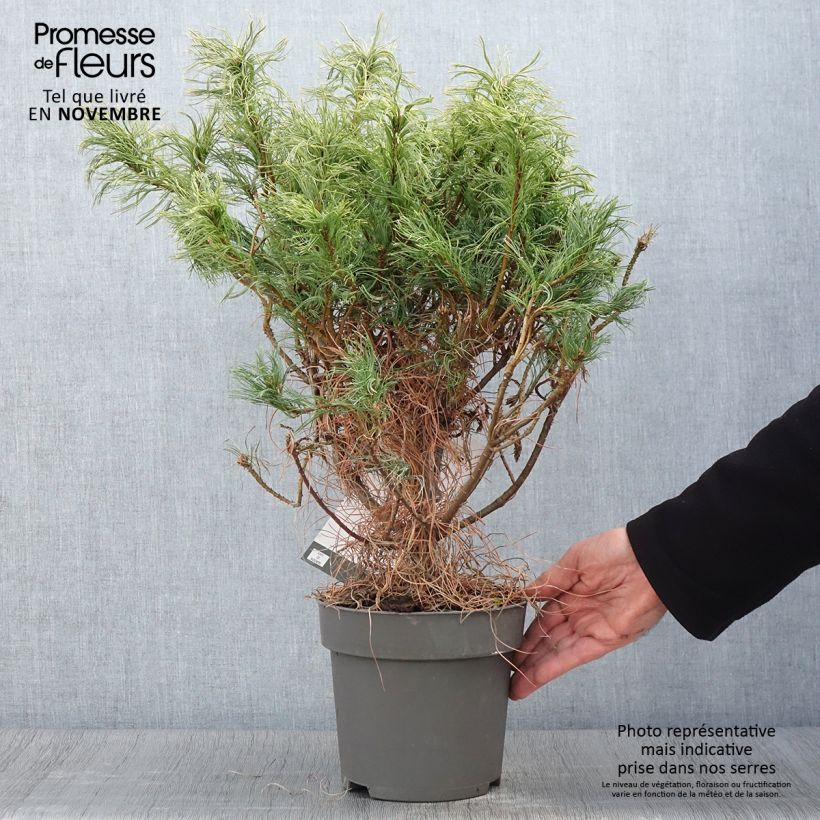 Esimerkki syksyllä toimitetusta Pin de Weymouth nain - Pinus strobus Green Twist Pot de 2L/3L-taimesta