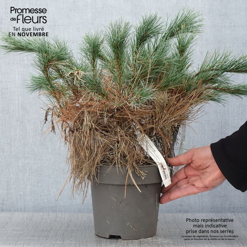 Esimerkki syksyllä toimitetusta Pin de Weymouth nain - Pinus strobus Niagara Falls Pot de 3L/4L-taimesta