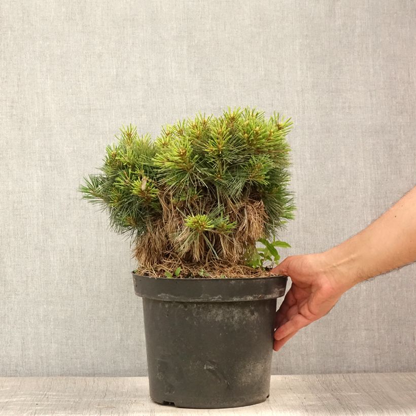 Esimerkki kesällä toimitetusta Strobusmänty Ontario Pot de 7,5L/10L, Tige-taimesta