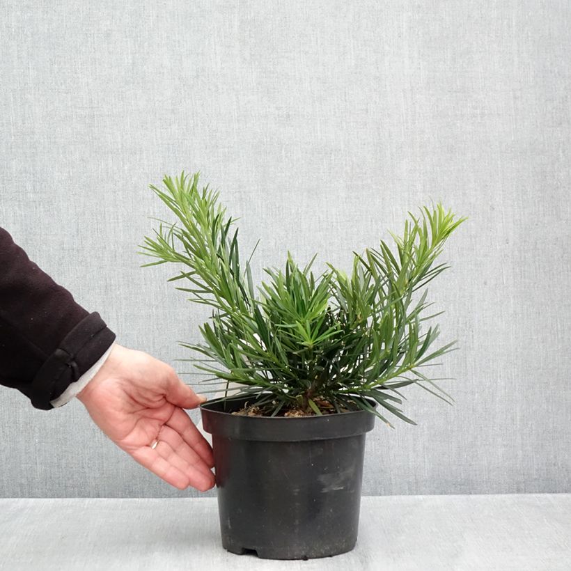 Esimerkki syksyllä toimitetusta Japaninpodokarpus - Podocarpus macrophyllus 2 litran/3 litran ruukku-taimesta