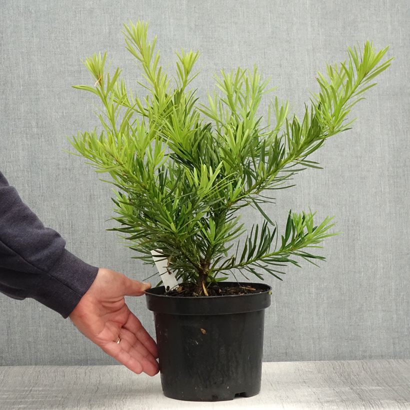 Esimerkki kesällä toimitetusta Japaninpodokarpus - Podocarpus macrophyllus Pot de 2L/3L-taimesta