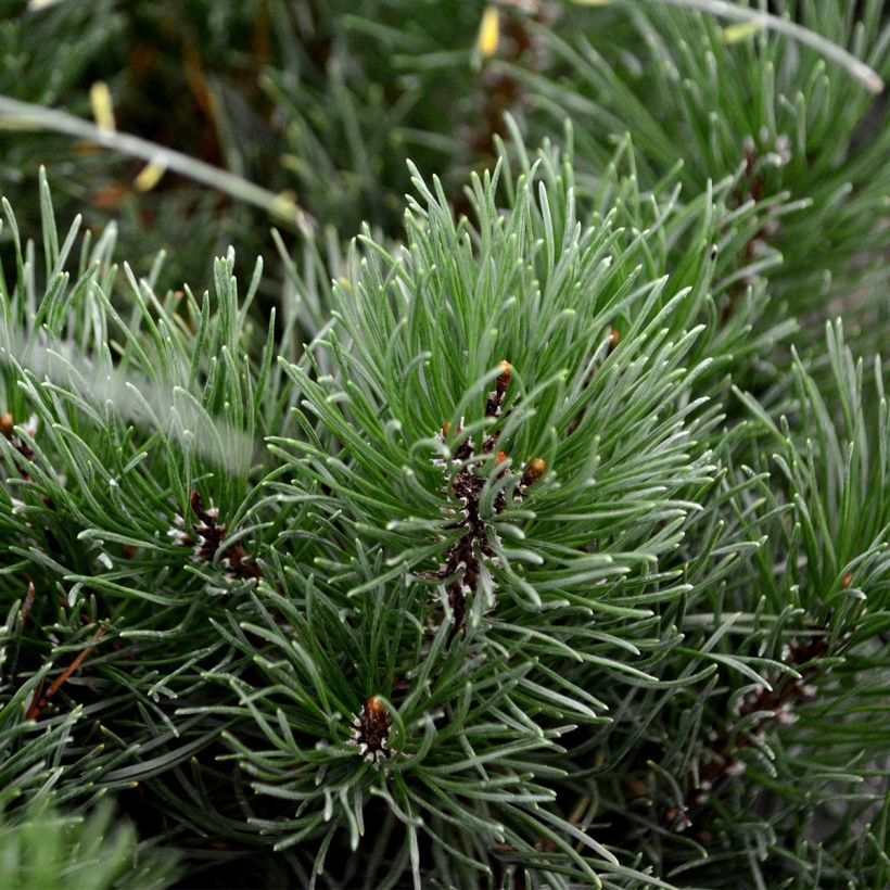 Vuorimänty - Pinus mugo mughus (Lehvistö)