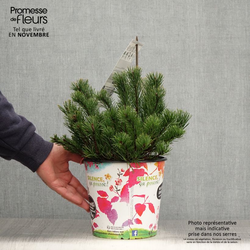 Esimerkki syksyllä toimitetusta Vuorimänty - Pinus mugo mughus 4 litran/5 litran ruukku-taimesta