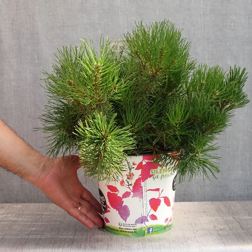 Esimerkki kesällä toimitetusta Vuorimänty - Pinus mugo mughus Ruukku 4L / 5L-taimesta
