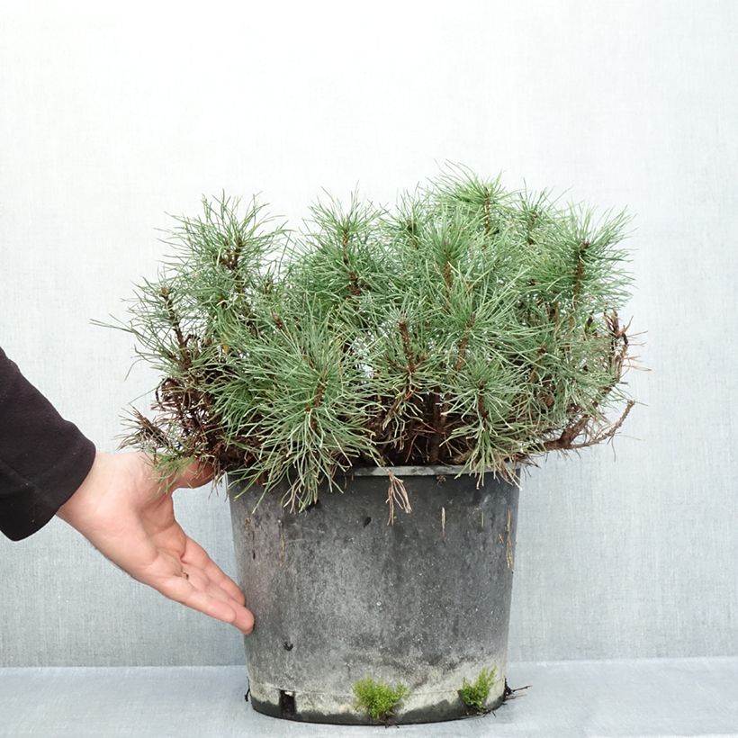 Esimerkki syksyllä toimitetusta Vuorimänty - Pinus mugo mughus 7,5 litran / 10 litran ruukku-taimesta