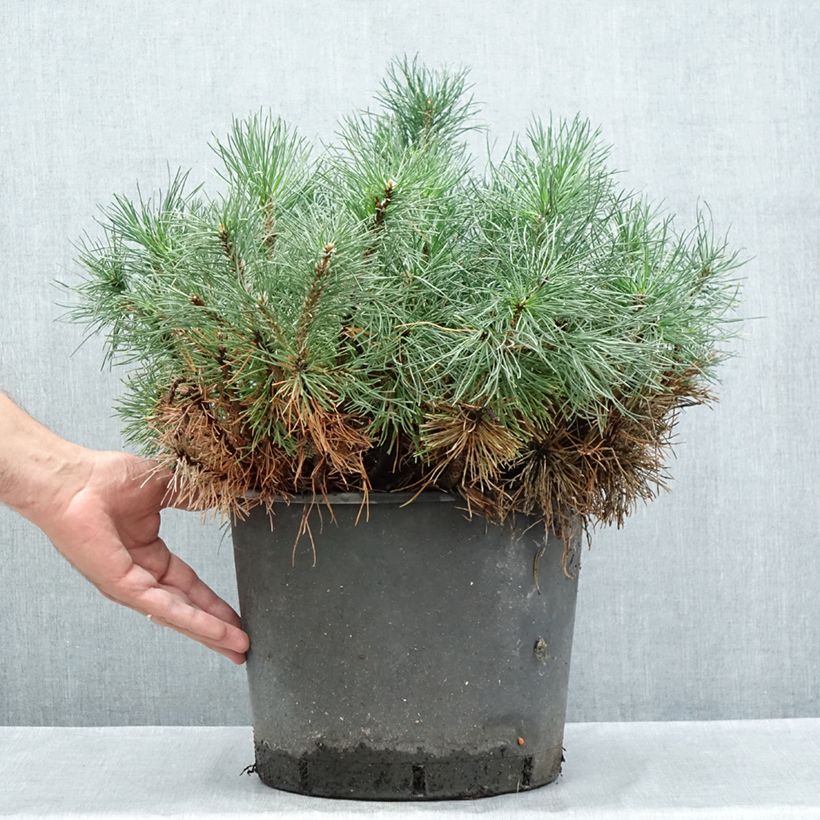 Esimerkki kesällä toimitetusta Vuorimänty - Pinus mugo mughus Ruukku 7,5L / 10L-taimesta