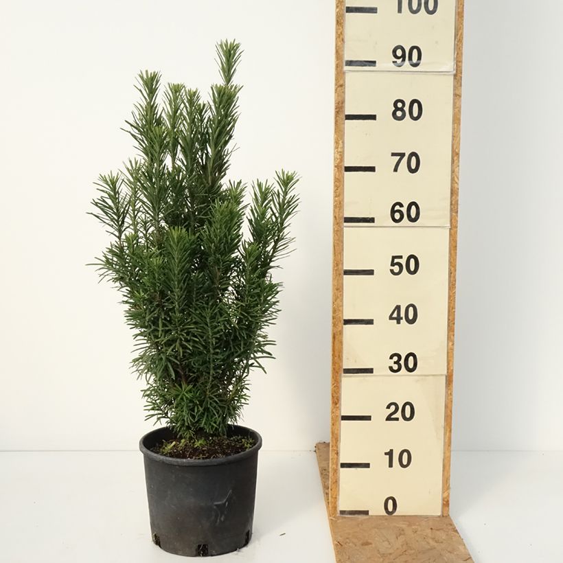 Esimerkki syksyllä toimitetusta Rypälekuusi Fastigiata 4 litran/5 litran ruukku-taimesta