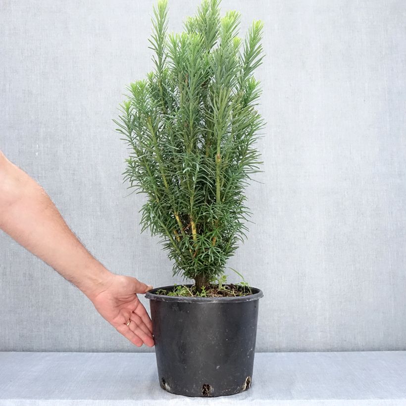 Esimerkki kesällä toimitetusta Rypälekuusi Fastigiata Pot de 7,5L/10L-taimesta