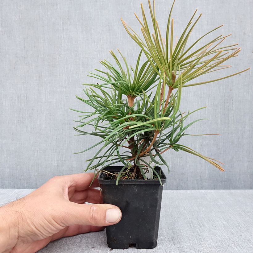 Esimerkki syksyllä toimitetusta Varjostinkuusi - Sciadopitys verticillata 8/9 cm taimiruukku-taimesta