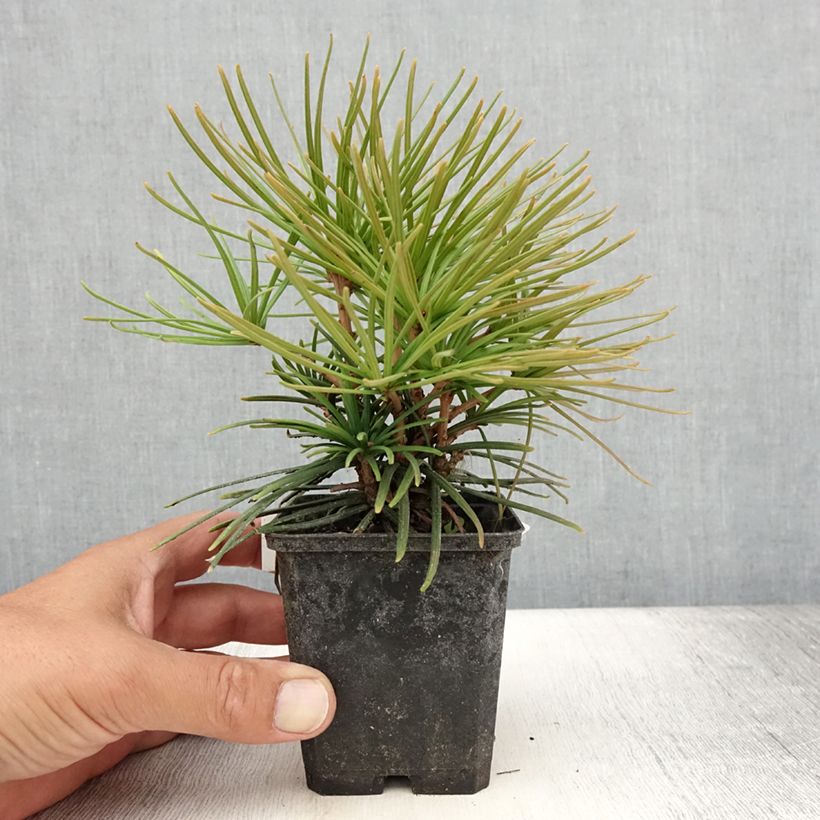 Esimerkki kesällä toimitetusta Varjostinkuusi - Sciadopitys verticillata Taimiruukku 8/9 cm-taimesta