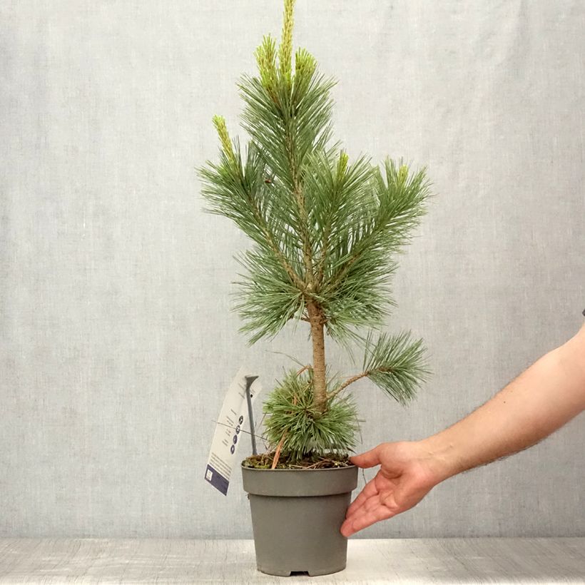 Esimerkki kesällä toimitetusta Kalliovuortensembra Vanderwolfs Pyramid Pot de 2L/3L-taimesta