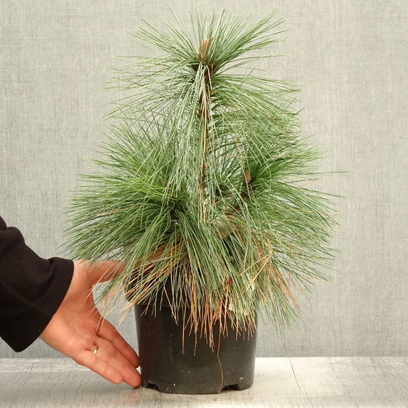 Esimerkki syksyllä toimitetusta Pin - Pinus schwerinii Wiethorst Pot de 2L/3L-taimesta