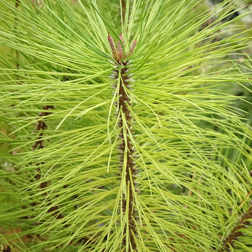 Keltamänty - Pinus ponderosa (Lehvistö)