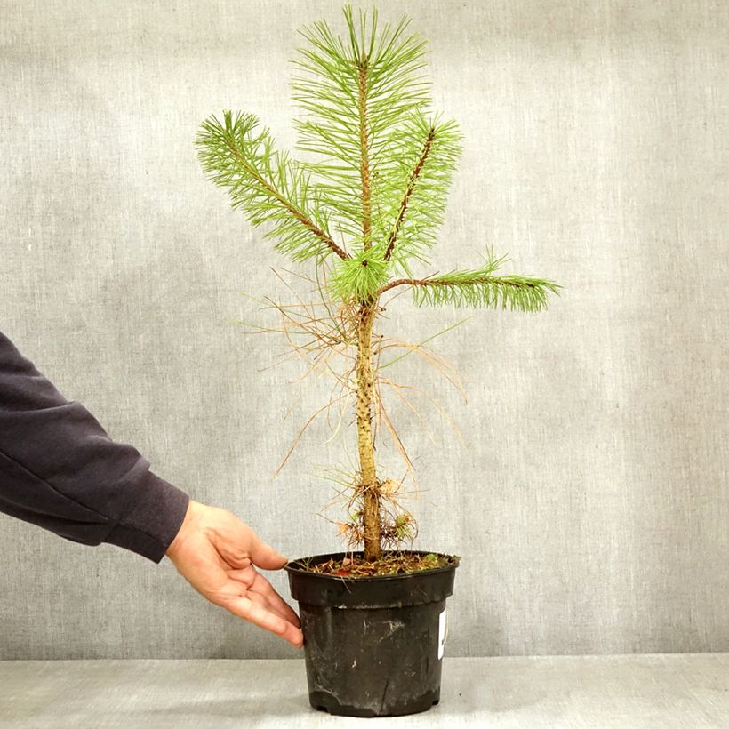 Esimerkki syksyllä toimitetusta Keltamänty - Pinus ponderosa 3 litran/4 litran ruukku-taimesta