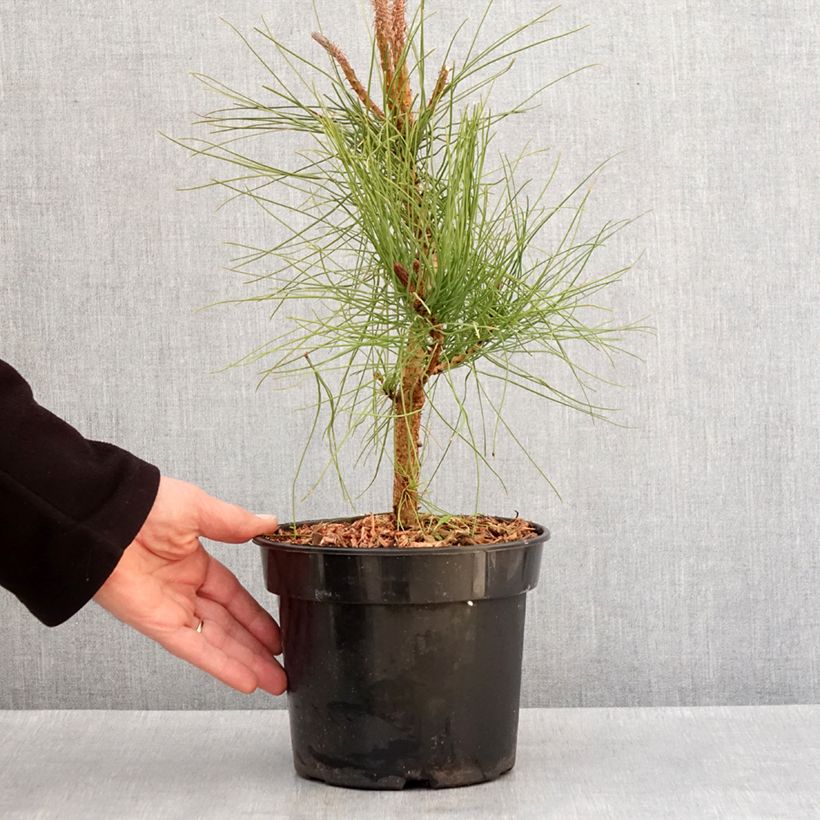 Esimerkki talvella toimitetusta Keltamänty - Pinus ponderosa 3 litran/4 litran ruukku-taimesta