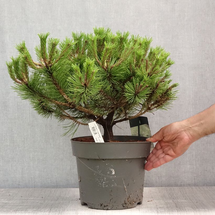 Esimerkki kesällä toimitetusta Japaninpunamänty Low Glow Pot de 7,5L/10L-taimesta
