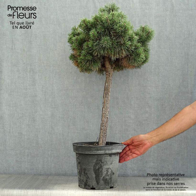 Esimerkki kesällä toimitetusta Mänty Doone Valley Pot de 7,5L/10L, Demi-Tige-taimesta