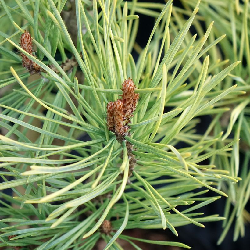Mänty Wintergold (Lehvistö)