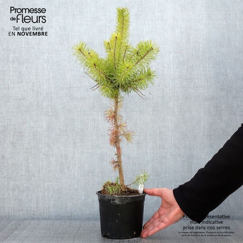 Esimerkki syksyllä toimitetusta Mänty - Pinus sylvestris 2 litran/3 litran ruukku-taimesta