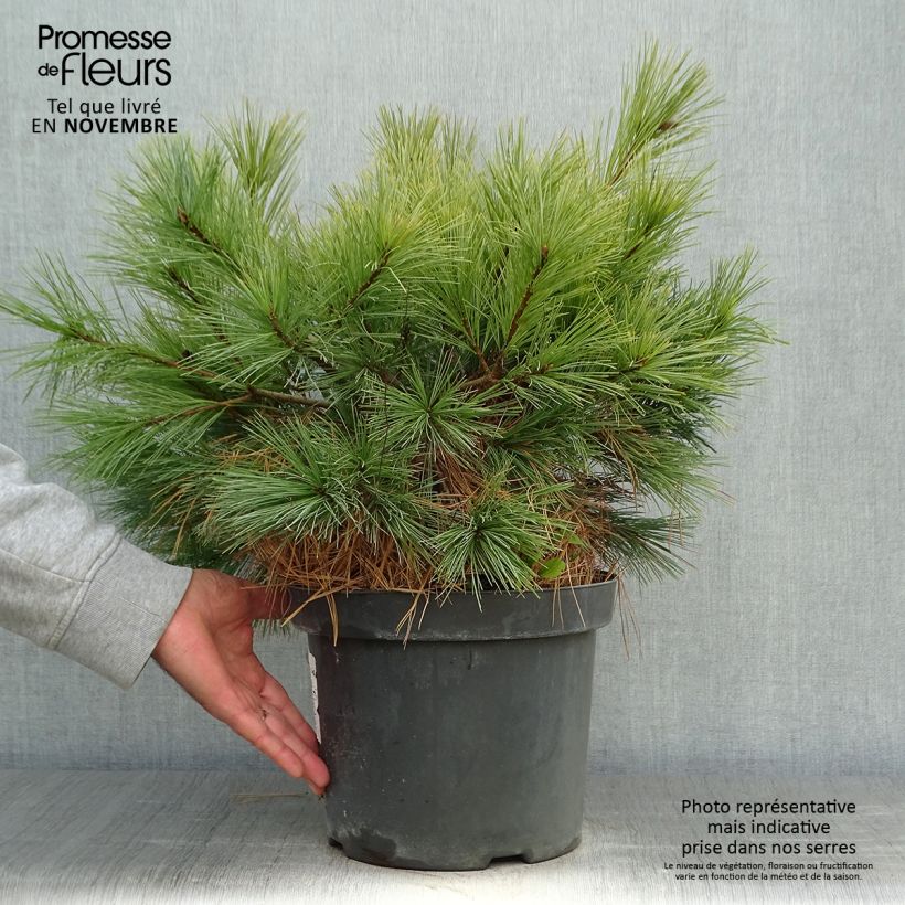 Esimerkki syksyllä toimitetusta Pin Weymouth - Pinus strobus Blue Shag Pot de 7,5L/10L-taimesta