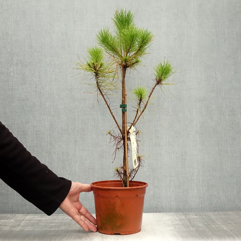 Esimerkki syksyllä toimitetusta Säteilymänty - Pinus insignis 2 litran/3 litran ruukku-taimesta