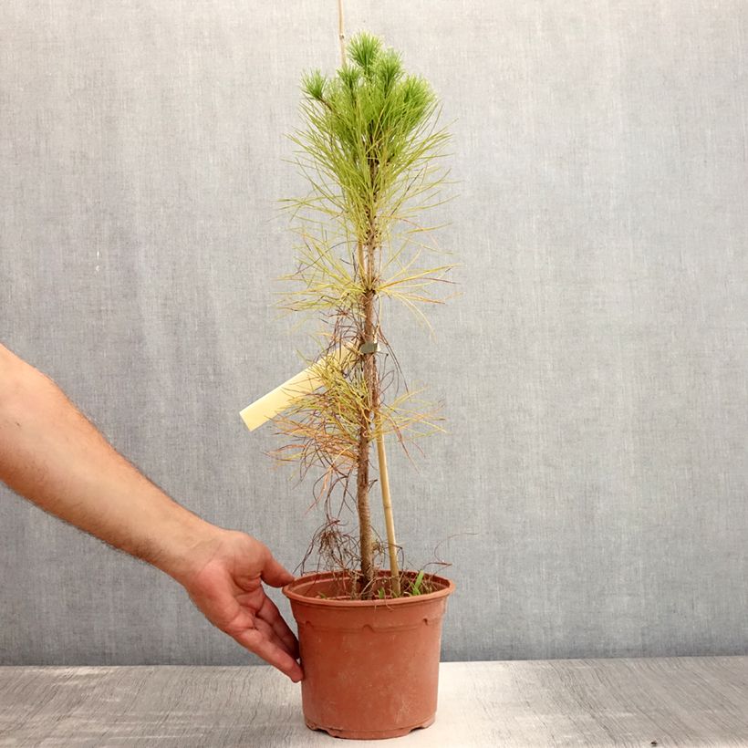 Esimerkki kesällä toimitetusta Säteilymänty - Pinus insignis Ruukku 2L / 3L-taimesta