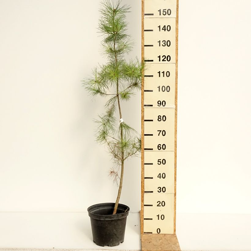 Esimerkki kesällä toimitetusta Säteilymänty - Pinus insignis Ruukku 7,5L / 10L-taimesta